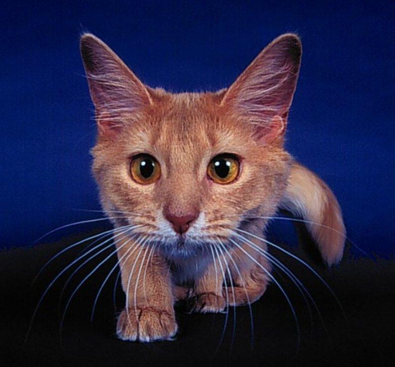 webshots10-House Cat-kitten face to camera-by Martina Bahri.jpg