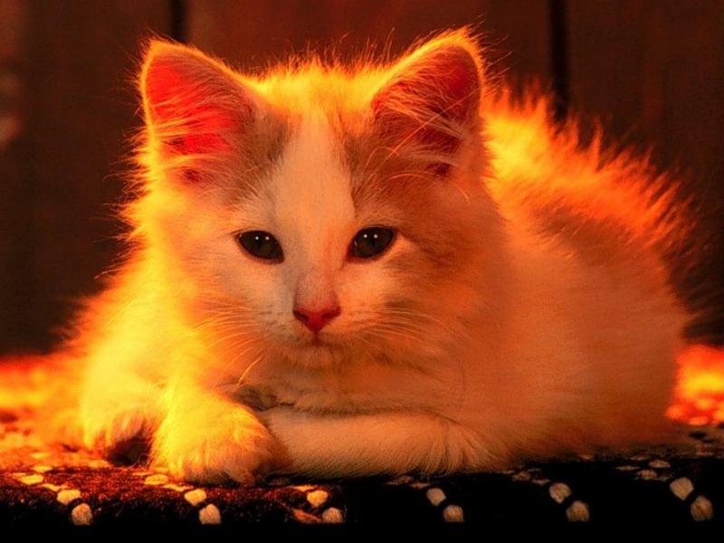 webshots11-House Cat-kitten closeup-by Martina Bahri.jpg