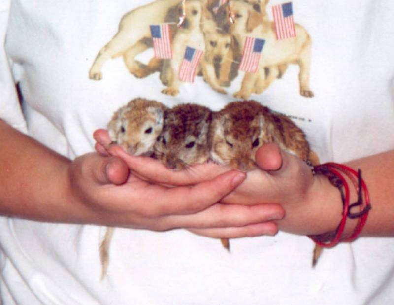 wlhj-chloe thumper chubbs-jennifer-Hamsters by William L Harris Jr.jpg