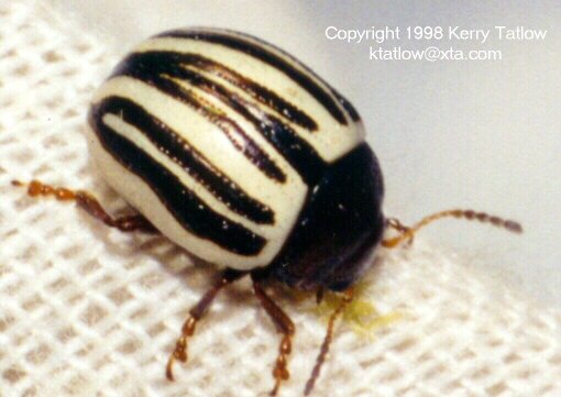 xbeetle-Potato Beetle-by Kerry Tatlow.jpg
