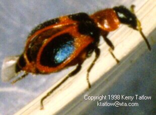xbeetle 2-Ground Beetle-by Kerry Tatlow.jpg