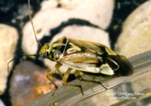 xbug-Shieldbug-on leaf-by Kerry Tatlow.jpg