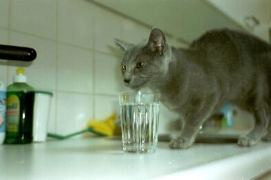 003 01-Russian Blue House Cat-by E Tamis.jpg