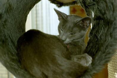 007 05-Russian Blue House Cat-by E Tamis.jpg