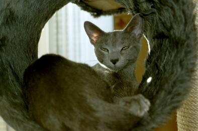 008 06-Russian Blue House Cat-by E Tamis.jpg