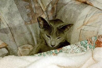 014 12-Russian Blue House Cat-by E Tamis.jpg