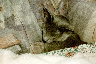 015 13-Russian Blue House Cat-by E Tamis.jpg