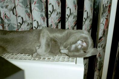 016 14-Russian Blue House Cat-by E Tamis.jpg