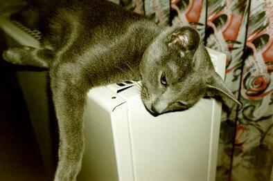 018 16-Russian Blue House Cat-by E Tamis.jpg