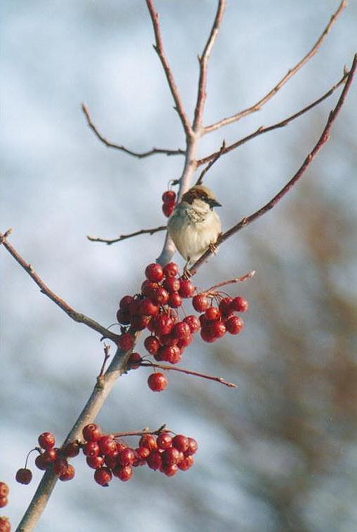 0205-Unknown Sparrow from Toronto Zoo-by Art Slack.jpg