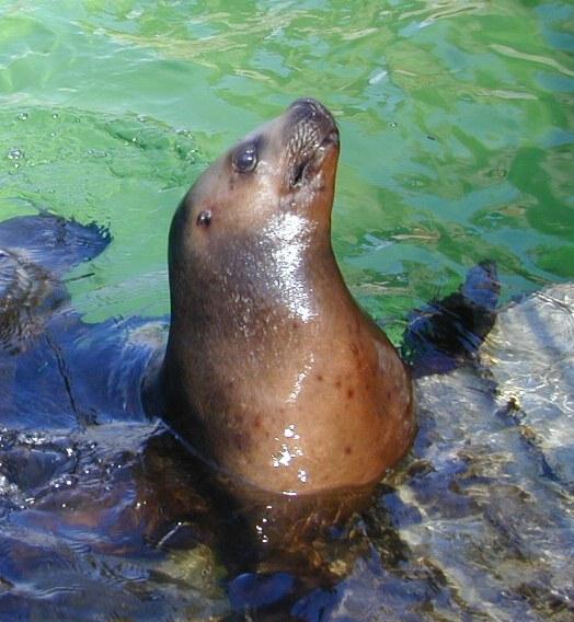 02260089-Seal-by Erich Mangl.jpg