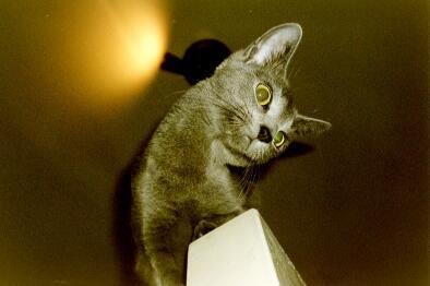 031 29-Russian Blue House Cat-by E Tamis.jpg