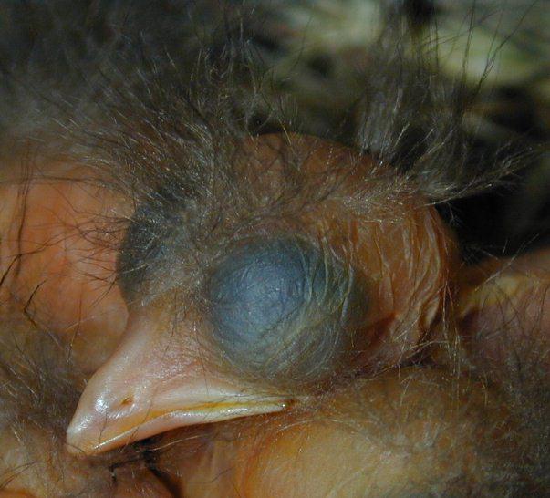 06060071-Eurasian Blackbird-chick-by Erich Mangl.jpg