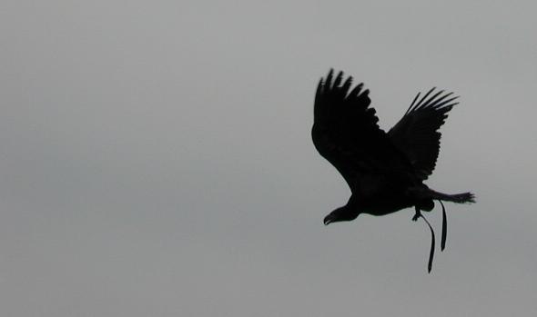 06141769-Unidentified Eagle in flight-by Erich Mangl.jpg
