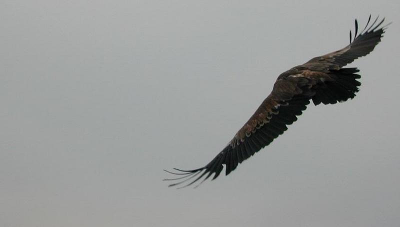 06141783-Unidentified Eagle in flight-by Erich Mangl.jpg