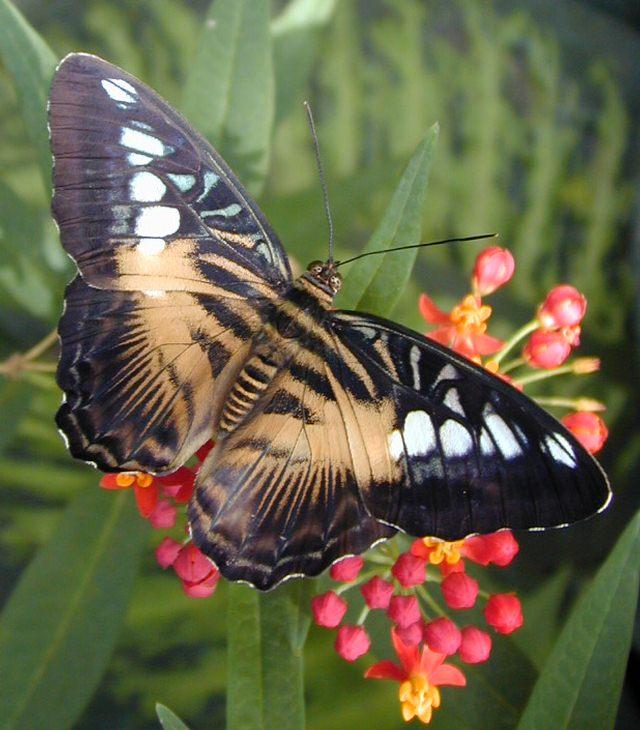 06161895-Unidentified Butterfly-by Erich Mangl.jpg