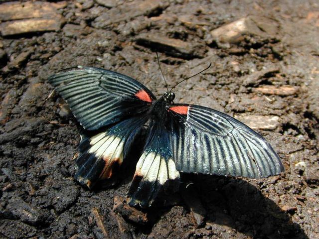 06161899-Unidentified Butterfly-by Erich Mangl.jpg