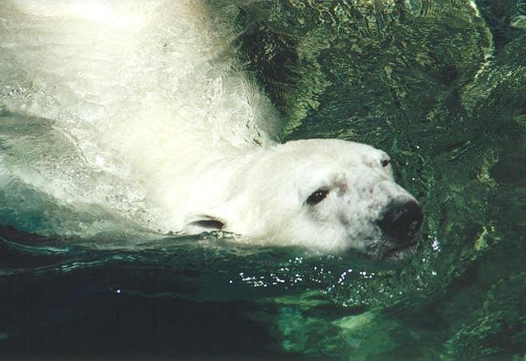 0708-Polar Bear-by Art Slack.jpg
