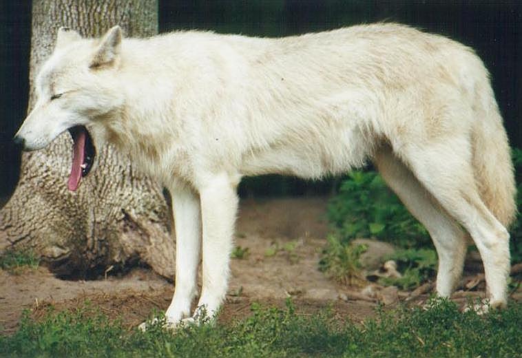 080600tz-Arctic Wolf-by Art Slack.jpg