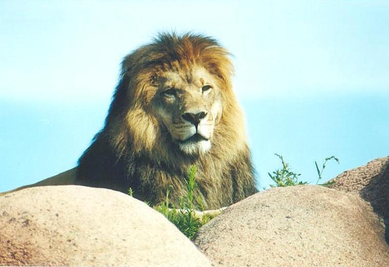 080700tz-African Lion-by Art Slack.jpg