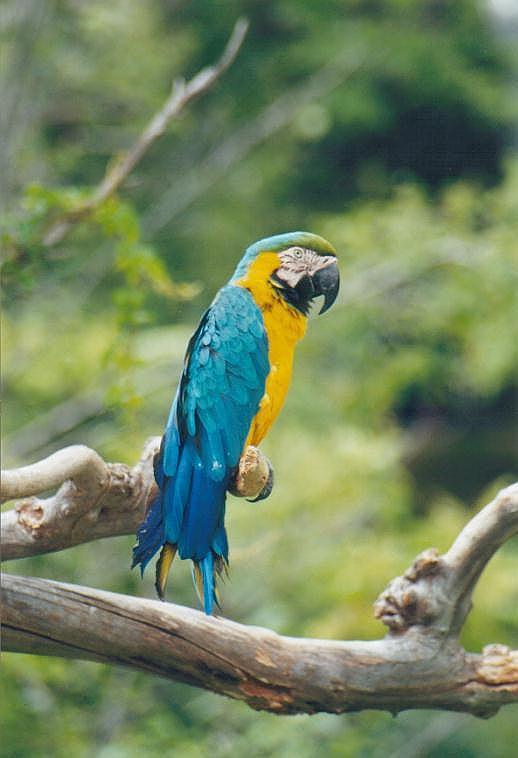 081400tz-Blue-and-gold Macaw-by Art Slack.jpg