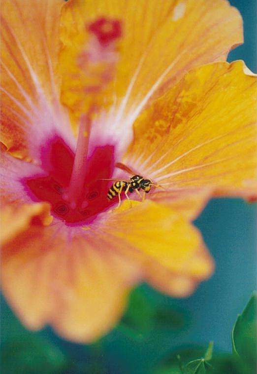 0816-Wasp on flower-by Art Slack.jpg