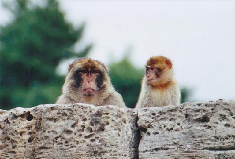 0902-Monkeys-by Art Slack.jpg
