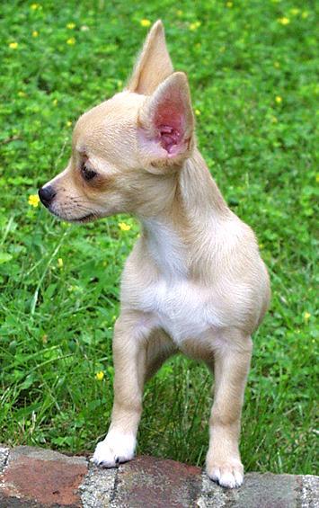 1-16-test-Chihuahua Puppy-by Ken Mezger.jpg