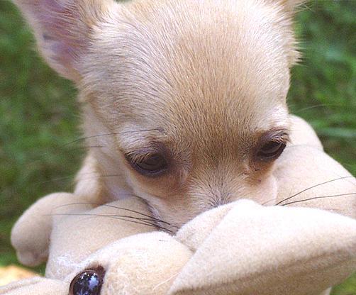 1-16-test2-Chihuahua Puppy-by Ken Mezger.jpg