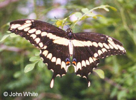 100201-Giant Swallowtail Butterfly-by John White.jpg