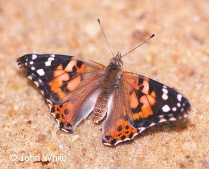 100263-American Painted Lady Butterfly-on ground-by John White.jpg