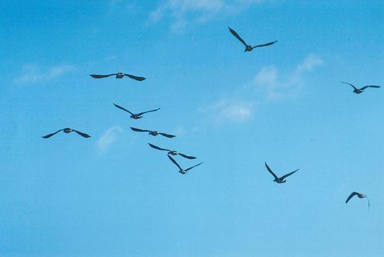 1115-Birds in Flight-from Toronto Zoo-by Art Slack.jpg