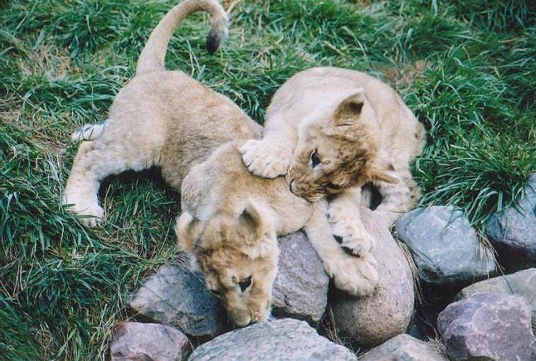 1116-African Lion cubs-from Toronto Zoo-by Art Slack.jpg