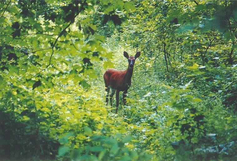 1119-Deer-from Guildwood Park-by Art Slack.jpg