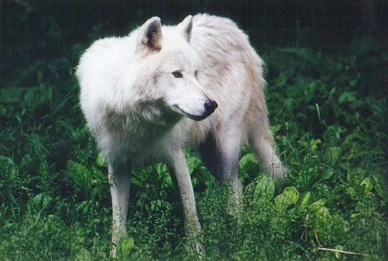 1121-Arcti Wolf-from Toronto Zoo-by Art Slack.jpg