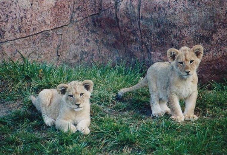 1123-African Lion cubs-from Toronto Zoo-by Art Slack.jpg