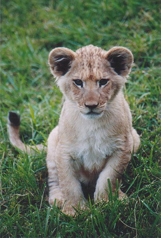 1123b-African Lion cub-from Toronto Zoo-by Art Slack.jpg