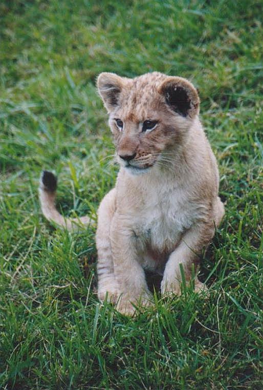 1123c-African Lion cub-from Toronto Zoo-by Art Slack.jpg
