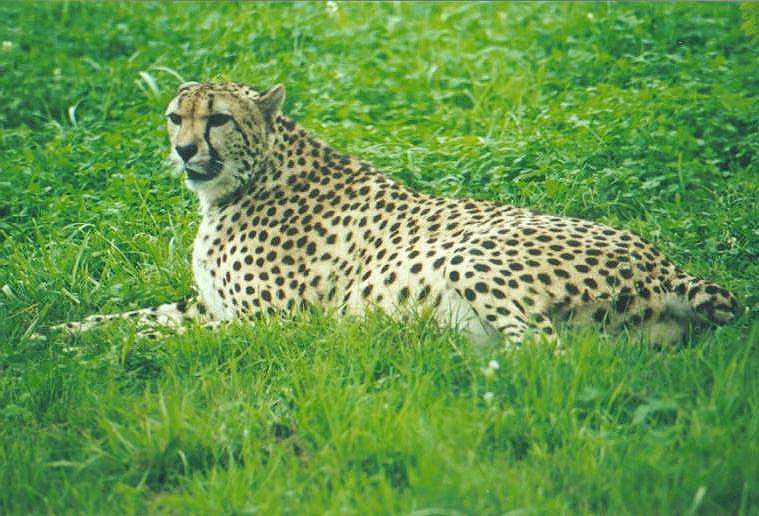 1216-Cheetah from Toronto Zoo-by Art Slack.jpg