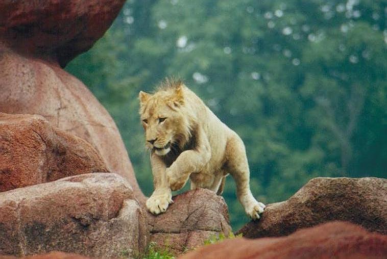 1218-African Lion male from Toronto Zoo-by Art Slack.jpg