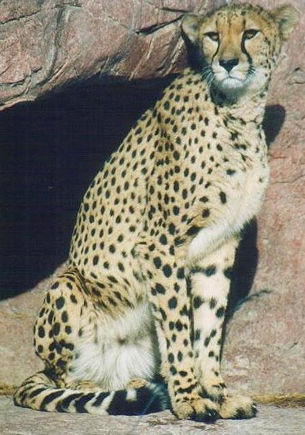 1220-Cheetah from Toronto Zoo-by Art Slack.jpg