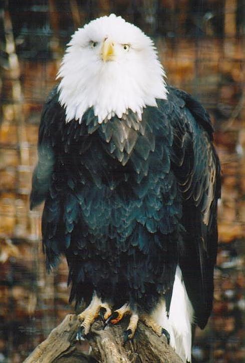 1222-Bald Eagle from Toronto Zoo-by Art Slack.jpg
