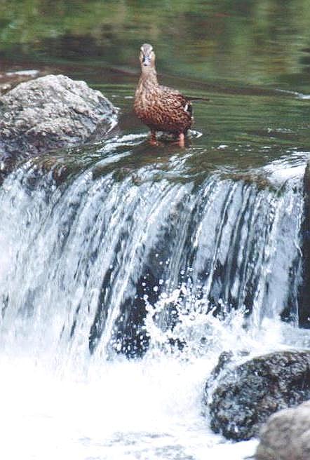 1224-Mallard Duck-by Art Slack.jpg