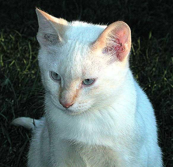 1294-White House Cat Kitten-by GRC.jpg