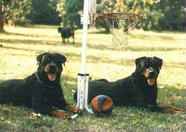 2rotties-Rottweiler Dogs-by Lasse.jpg