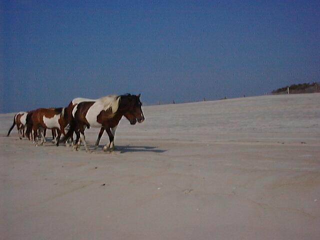 ASSAPONY007-Paint Horses-from Assateague Island-by LesserMyopia.jpg
