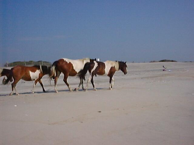 ASSAPONY008-Paint Horses-from Assateague Island-by LesserMyopia.jpg