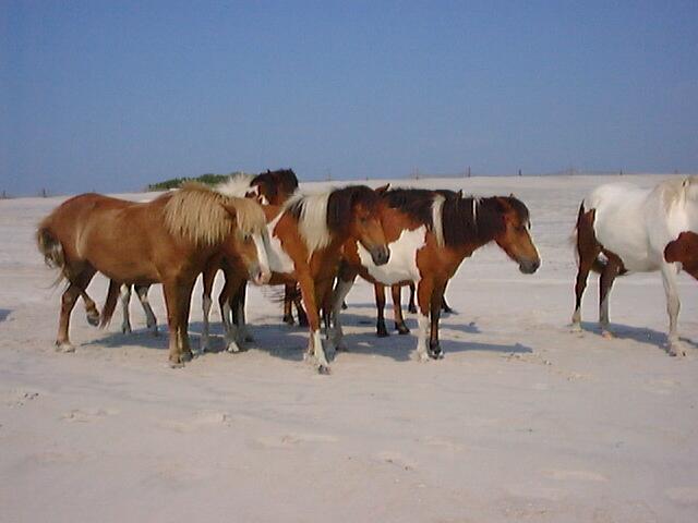 ASSAPONY010-Paint Horses-from Assateague Island-by LesserMyopia.jpg