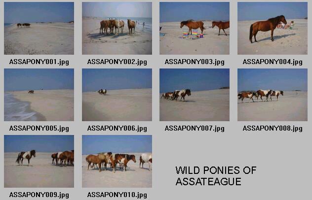 ASSAPONYindex01-Paint Horses-from Assateague Island-by LesserMyopia.jpg