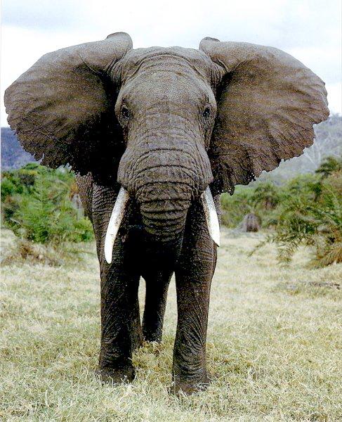 African Elephant 1-by Les Thurbon.jpg